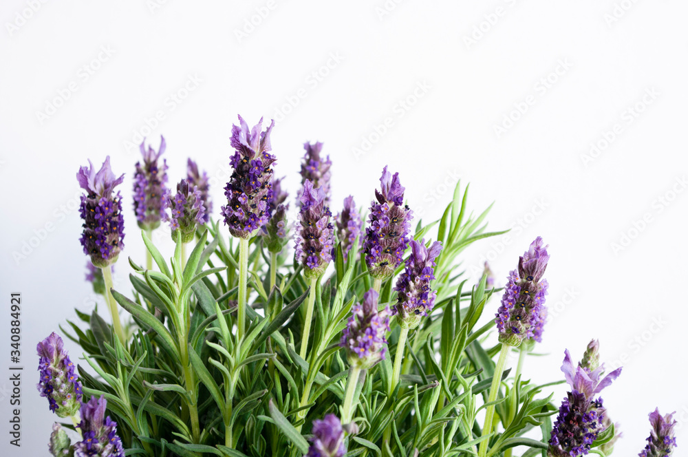 Fototapeta premium Lavender flower buds, violet petals, close up. Copy space text.