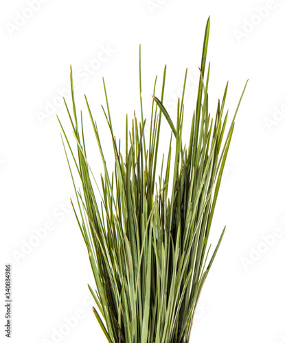 bunch of green leaves of grass. isolated on white background