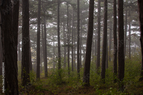 Fototapeta Naklejka Na Ścianę i Meble -  misty forest in the morning 