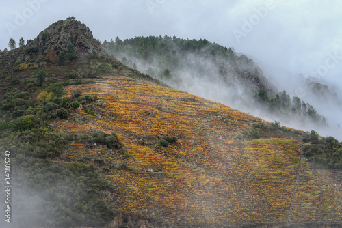 The Yellow Leaves of the Vineyards in Autumn