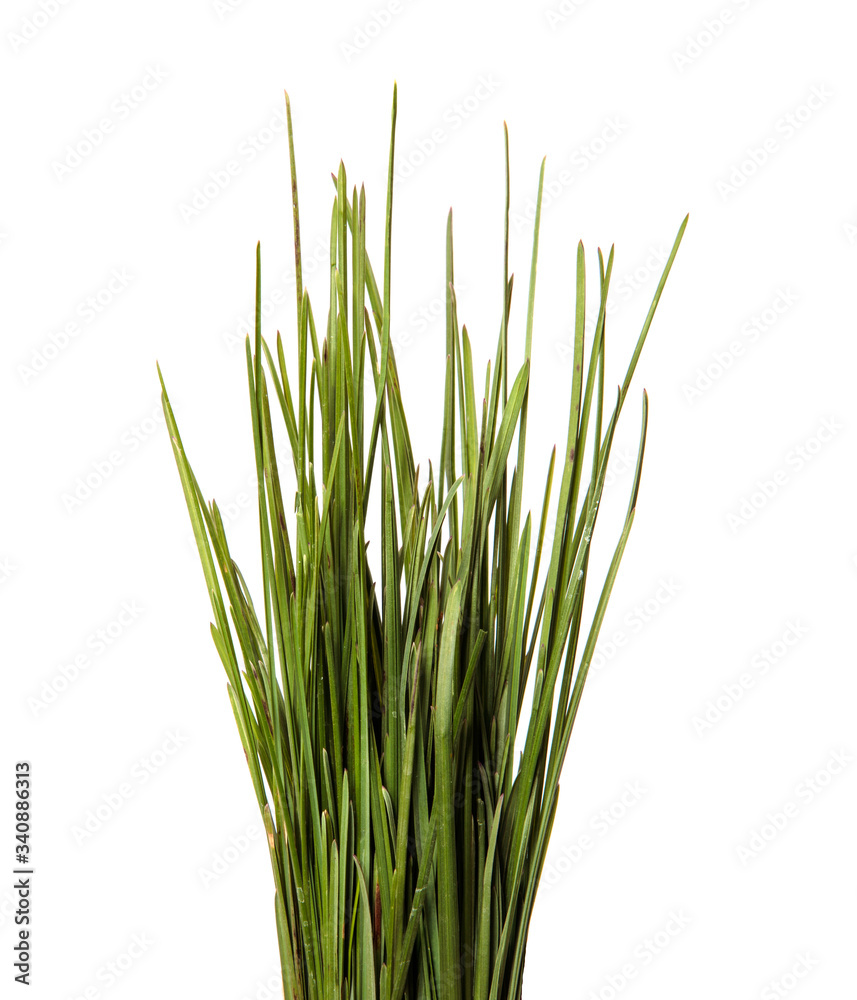 bunch of green leaves of grass. isolated on white background