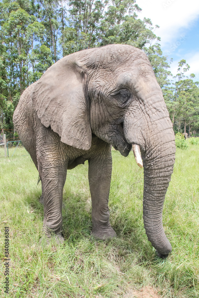 African Elephants in the Wild