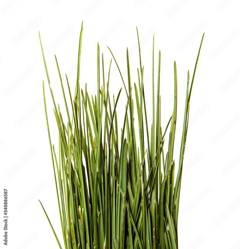 bunch of green leaves of grass. isolated on white background bunch of green leaves of grass. isolated on white background