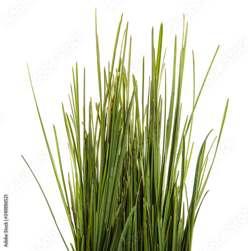 bunch of green leaves of grass. isolated on white background