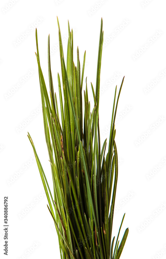 bunch of green leaves of grass. isolated on white background bunch of green leaves of grass. isolated on white background