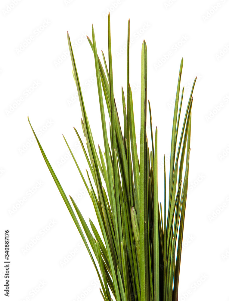 bunch of green leaves of grass. isolated on white background bunch of green leaves of grass. isolated on white background