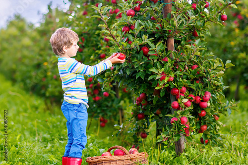 Active happy blond kid boy picking and eating red apples on organic farm, autumn outdoors. Funny little preschool child having fun with helping and harvesting. © Irina Schmidt