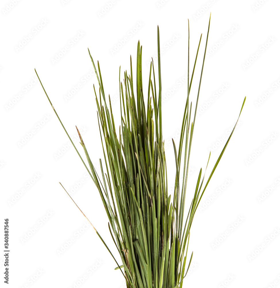 bunch of green leaves of grass. isolated on white background bunch of green leaves of grass. isolated on white background