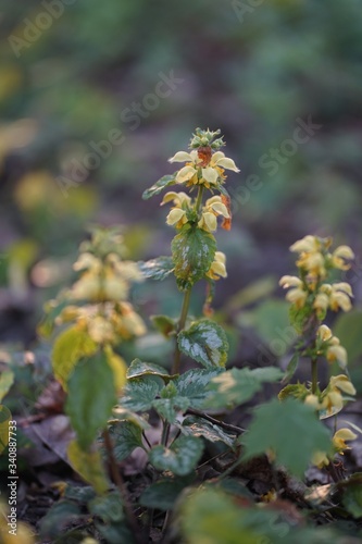 Lamium galeobdolon, commonly known as yellow archangel, artillery plant, aluminium plant, or yellow weasel-snout is a widespread wildflower in Europe 