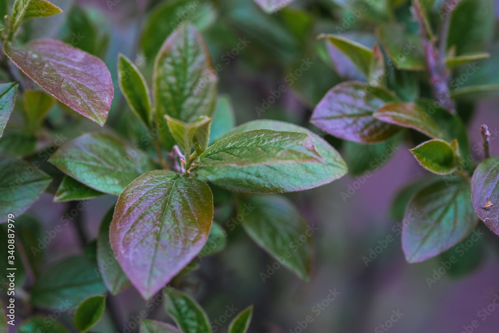 purple and green leaves purple and green leaves