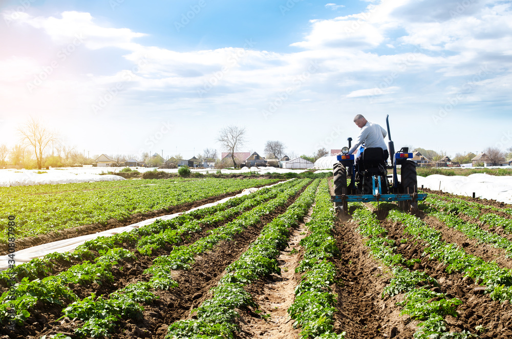 A farmer on a tractor cultivates the soil on the plantation of a young potato of the Riviera variety Type. Agricultural farm field. Loosening the soil to improve air access to the roots of plants. A farmer on a tractor cultivates the soil on the plantation of a young potato of the Riviera variety Type. Agricultural farm field. Loosening the soil to improve air access to the roots of plants.