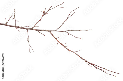 dry branch of an apricot tree. isolated on white background