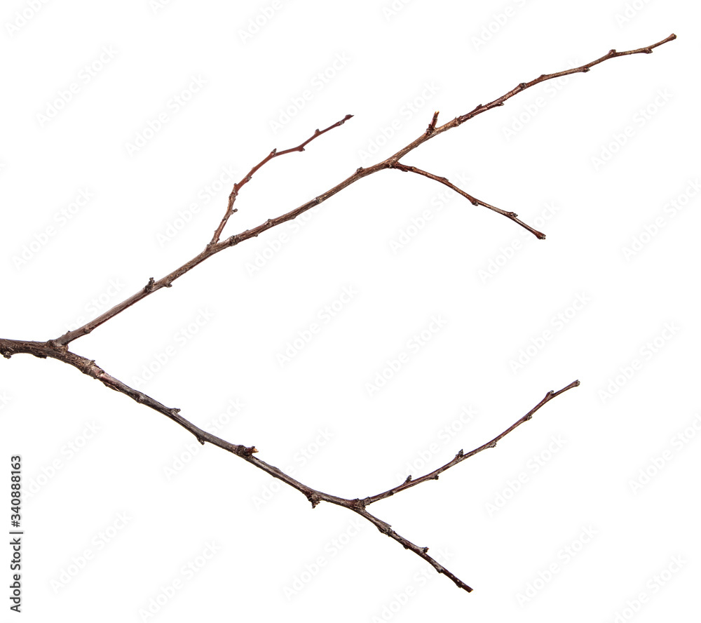 Fototapeta premium dry branch of an apricot tree. isolated on white background