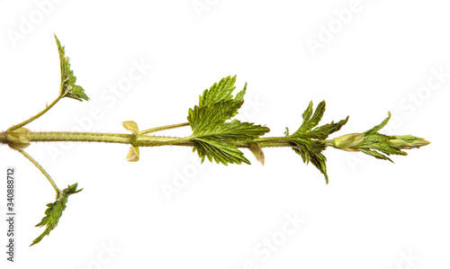 green hop leaves on a white background