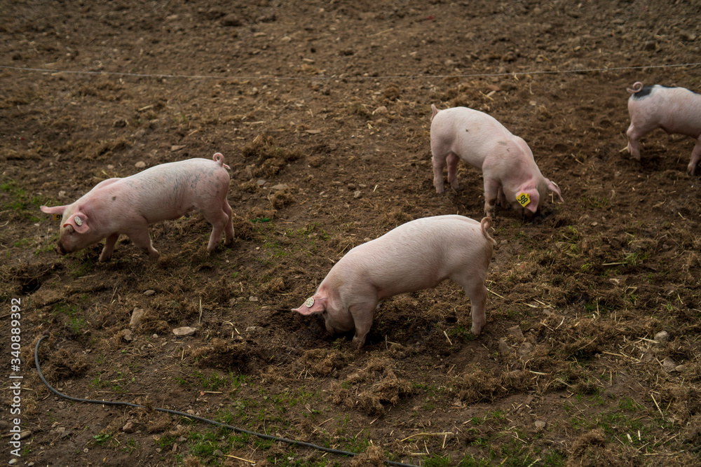 baby schweine ferkel auf bio landwirtschaftlichen hof frei spielen baby schweine ferkel auf bio landwirtschaftlichen hof frei spielen