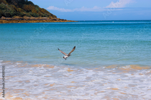 seagull on a tropical beach