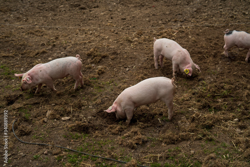 baby schweine ferkel auf bio landwirtschaftlichen hof frei spielen © jakobsmeyer