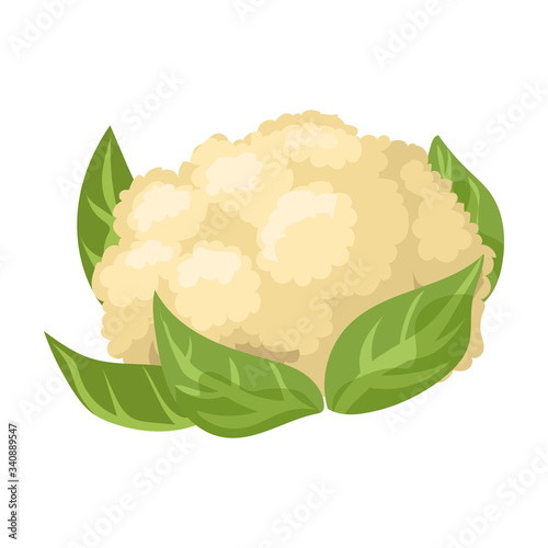 Cauliflower vector icon.Cartoon vector icon isolated on white background cauliflower.