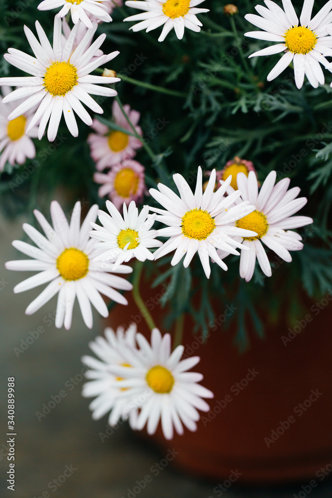 Fototapeta premium Asteraceae Chrysanthemum flowers wood outdoor blooming pink，Argyranthrmum frutescens