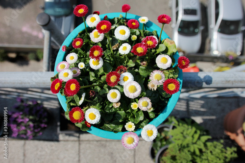 Daisys (Bellis perennis) in plant pot from above on a balcony close up view on blossoms