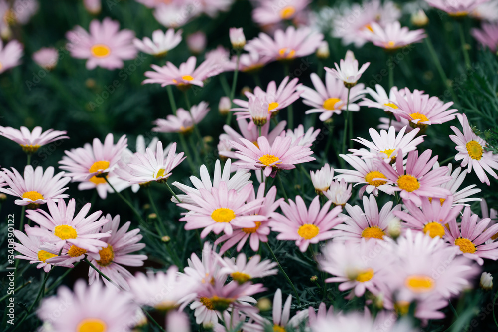 Asteraceae Chrysanthemum flowers wood outdoor blooming pink,Argyranthrmum frutescens Asteraceae Chrysanthemum flowers wood outdoor blooming pink,Argyranthrmum frutescens