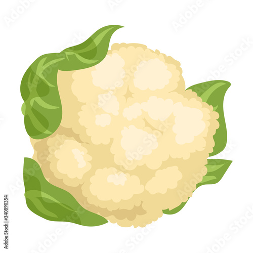 Cauliflower vector icon.Cartoon vector icon isolated on white background cauliflower.