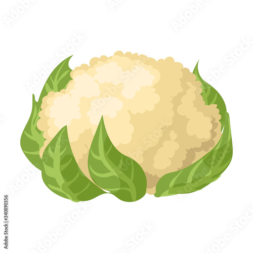 Cauliflower vector icon.Cartoon vector icon isolated on white background cauliflower.
