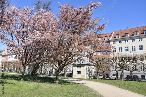 Cerisier 