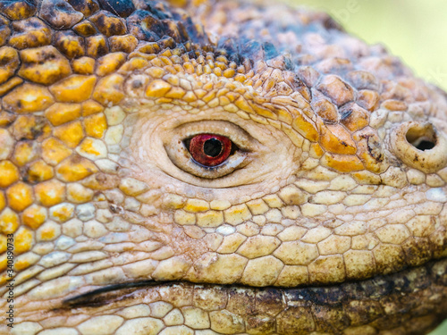 Galapagos land iguana photo