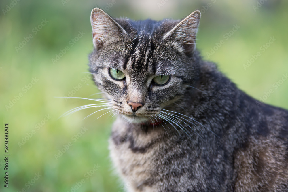 Portrait of a beautiful grey striped cat looking straight into the camera