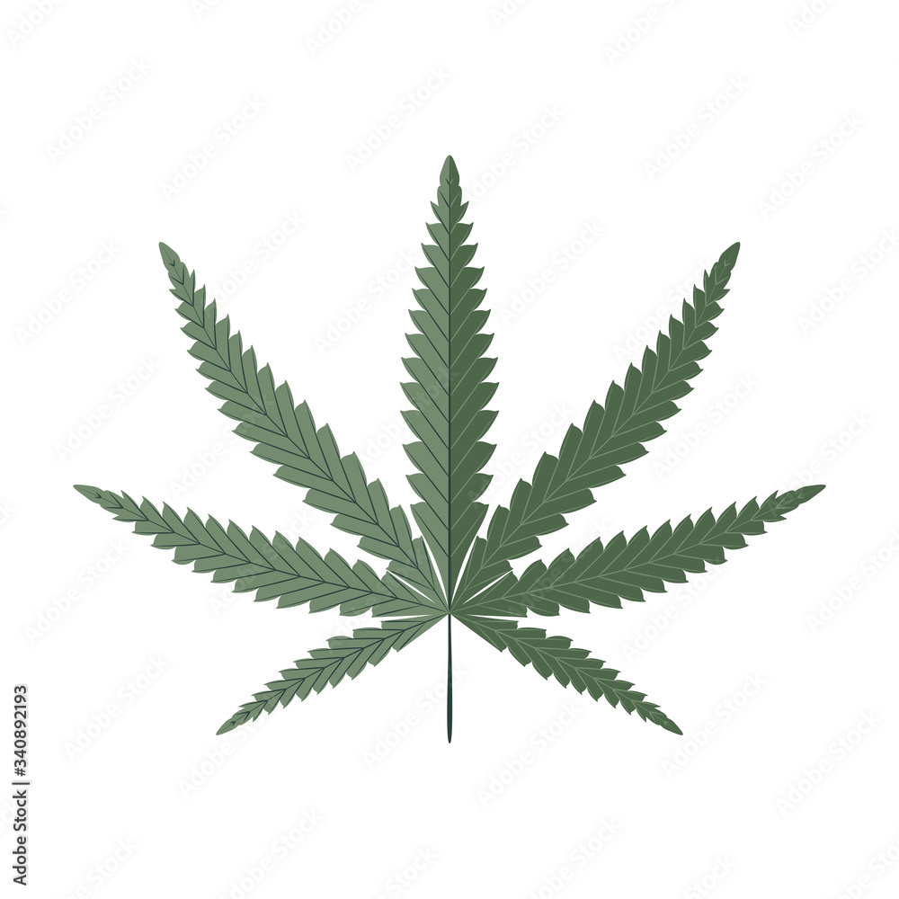 Cannabis leaf isolated on white vector illustration Cannabis leaf isolated on white vector illustration
