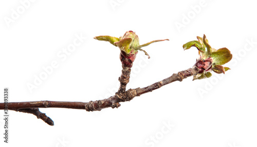 Apple tree branch on an isolated white background. Fruit tree sprout with leaves isolate.