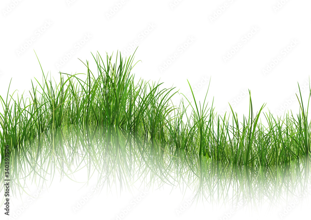 Grass with Reflection on Water - Isolated Background Illustration with Detailed Green Grass, Vector Graphic Grass with Reflection on Water - Isolated Background Illustration with Detailed Green Grass, Vector Graphic