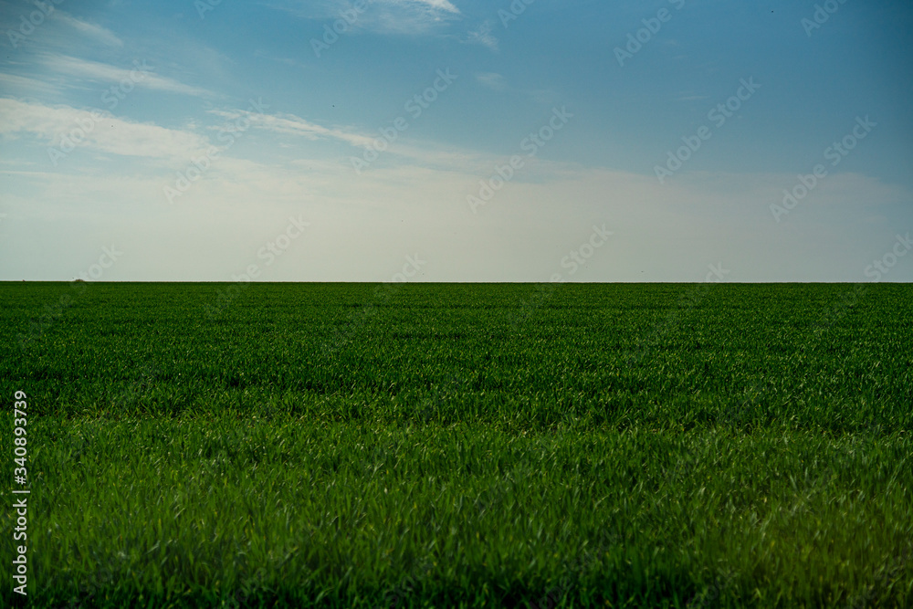 Obraz premium wide green grass meadow under blue sky