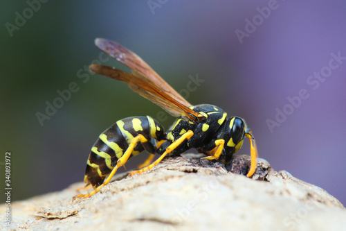 European Paper wasp, Polistes dominula © Geza Farkas