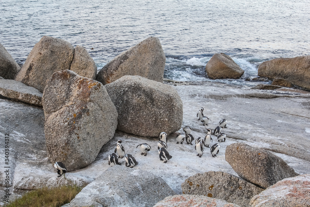 Penguins at Boulders Beach in Capetown Penguins at Boulders Beach in Capetown