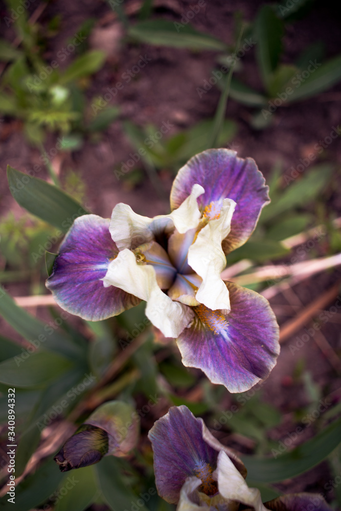 Naklejka premium purple iris flower