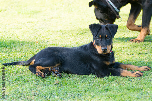 adorable young Beauce shepherd dog attentive and lying in the green grass