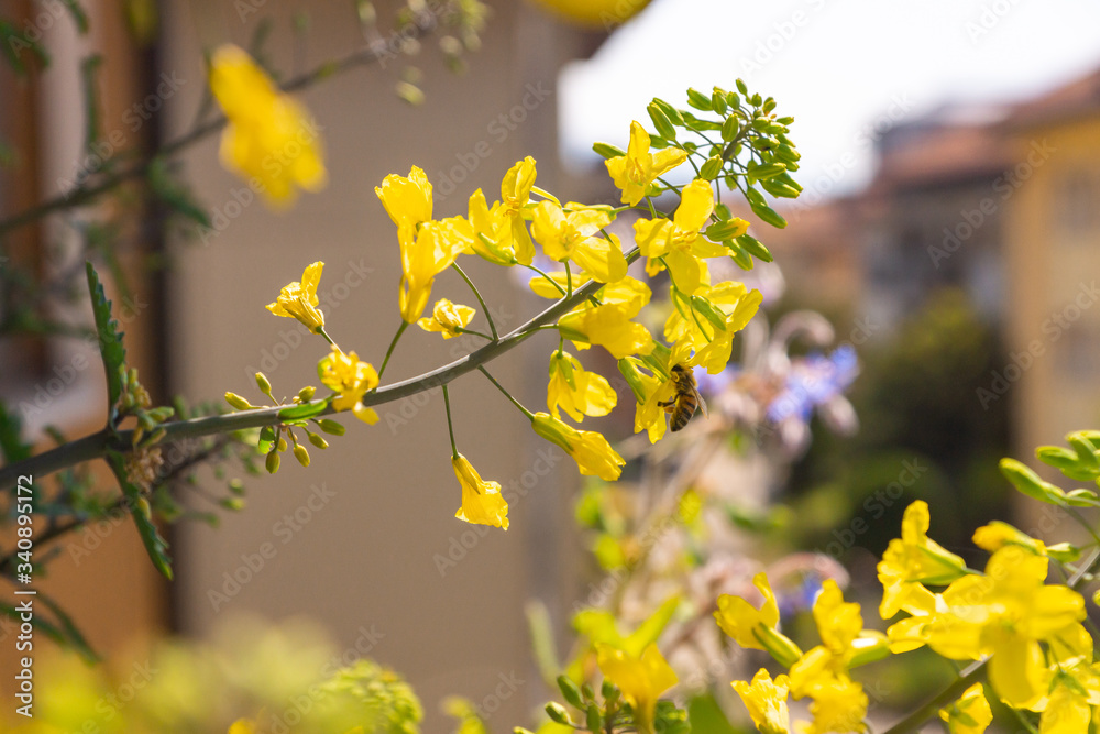 Bee gathering nectar and pollen on the yellow flowers of blossoming Kale Cottagers, pollinator-friendly plant growing in a pot on a balcony as a part of family urban gardening project on a spring day. Bee gathering nectar and pollen on the yellow flowers of blossoming Kale Cottagers, pollinator-friendly plant growing in a pot on a balcony as a part of family urban gardening project on a spring day.