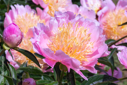 Beautiful pink peonies in the garden.
