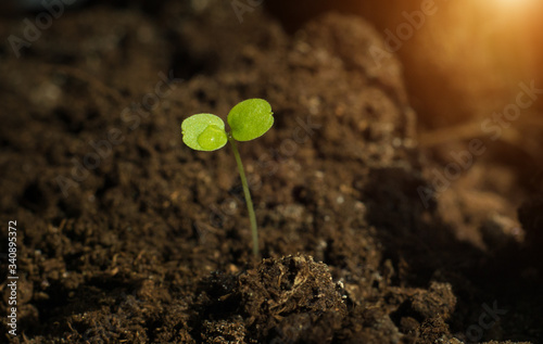 Small green leaves sprout from the earth