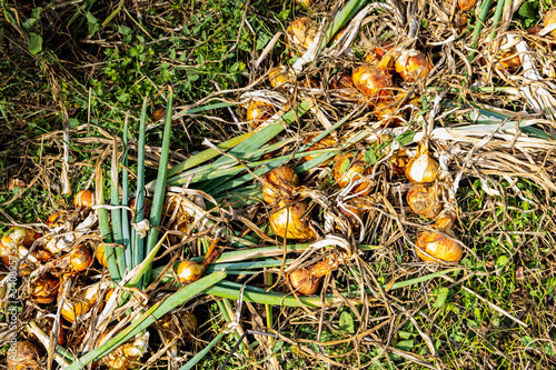 yellow onions and shallots drying in the summer sun in a permaculture garden