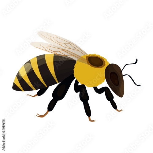 Honey bee vector icon.Cartoon vector icon isolated on white background honey bee.