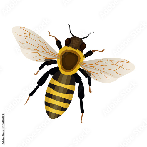 Honey bee vector icon.Cartoon vector icon isolated on white background honey bee.