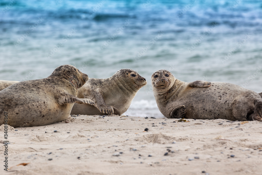 Fototapeta premium Helgoland, Dune Island, Halichoerus grypus - three seals lying on a beautiful clear sandy beach and looking. In the background beautiful blue sea