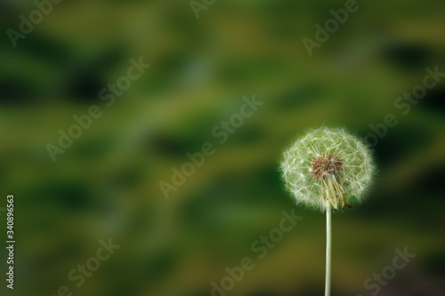 Dandelion close-up with unfocused green background.
