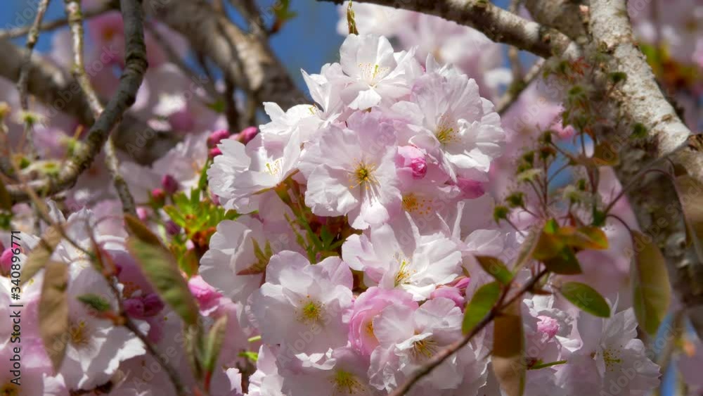 Flowering Japanese Cherry Tree Flowering Japanese Cherry Tree