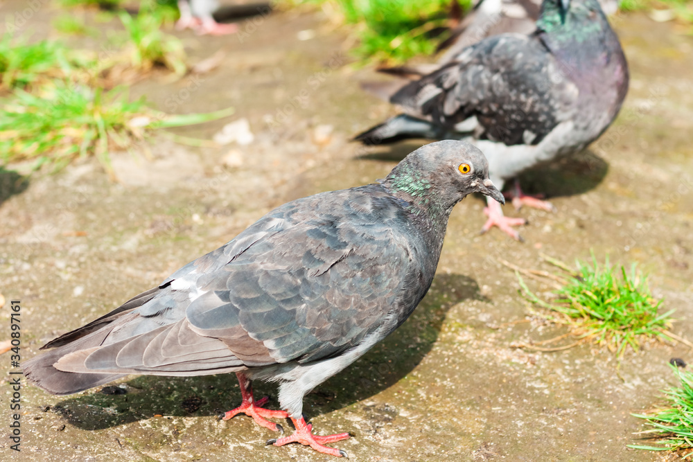pigeons on a lake in a park, protection environment background, ecology concept pigeons on a lake in a park, protection environment background, ecology concept