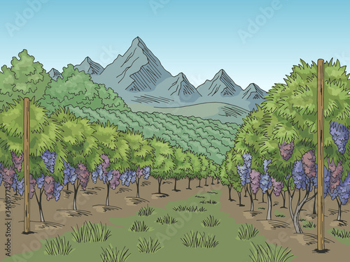Vineyard graphic color grape plantation landscape sketch illustration vector