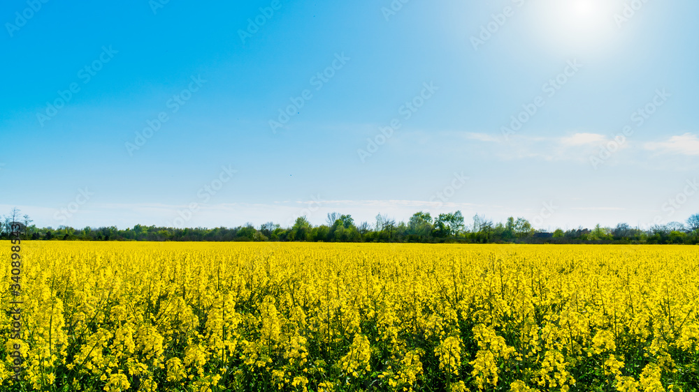 Fototapeta premium Horizontal landscape backgrounds of beautiful spring summer blooming yellow rape flower field with clear blue sky no clouds for bio organic agriculture harvest growth in Germany made canola oil butter